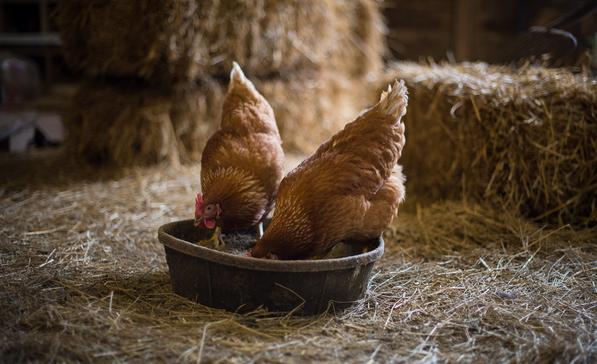 How to Cook Heritage Chicken Meat – Mother Earth News - Vimarsana News